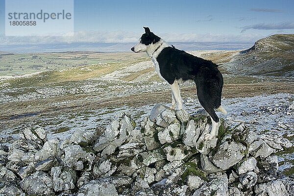 Haushund  Border Collie  arbeitender Schäferhund  erwachsen  zwischen Felsen auf Kalksteinmoorland stehend  Cumbria  England  Januar