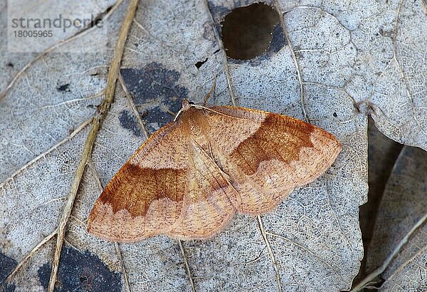 Gesperrte Bernsteinmotte (Plagodis pulveraria)  erwachsenes Männchen  auf verrottenden Blättern ruhend  Cannobina-Tal  Italienische Alpen  Piemont  Italien  März  Europa