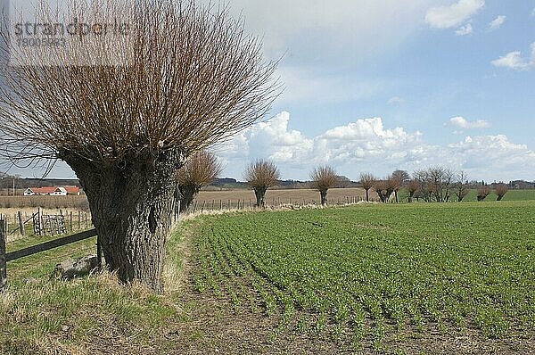 Weide (Salix sp.)  Kopfbäume am Rande eines Ackerfeldes  Skane  Schweden  Frühling  Europa