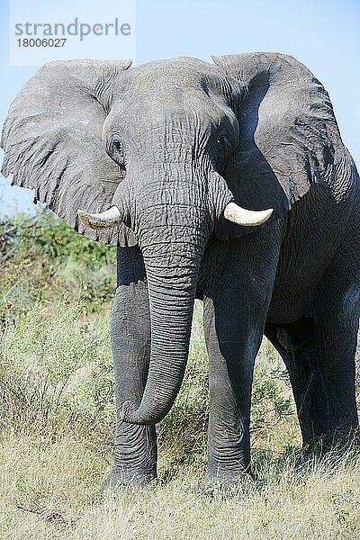Afrikanischer Elefant (Loxodonta africana)  Blick in die Kamera  Moremi-Wildreservat  Okavango-Delta  Botswana  Afrika