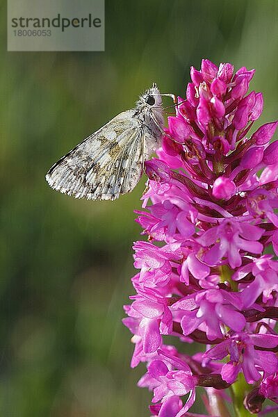 Saflor-Skipper (Pyrgus carthami) erwachsen  auf der Blüte der Pyramidenorchidee (Anacamptis pyramidalis) schlafend  Causse de Gramat  Zentralmassiv  Lot  Frankreich  Mai  Europa