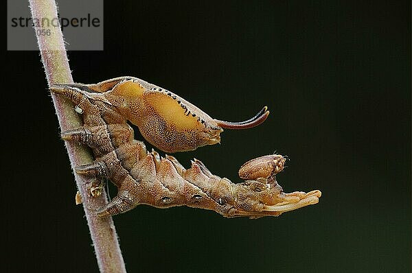 Buchen-Zahnspinner (Stauropus fagi)  Insekten  Motten  Schmetterlinge  Tiere  Andere Tiere  Lobster Moth larva  in defence posture on stem  Oxfordshire  England  Großbritannien  Europa