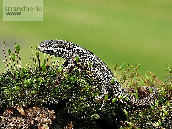 Waldeidechse (Zootoca vivipara)  erwachsen  auf moosbedecktem Stumpf ruhend  Italien  April  Europa