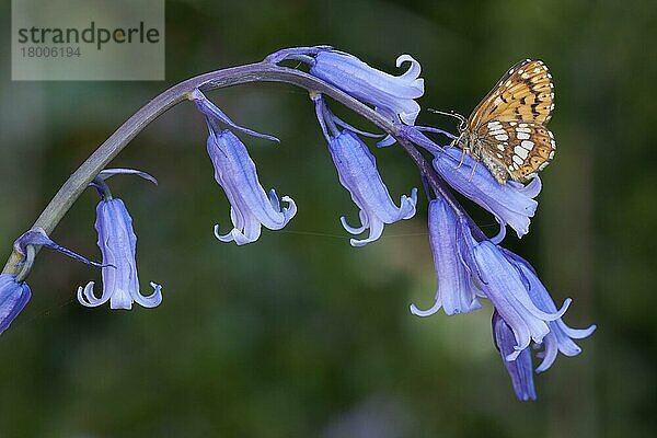 Herzog von Burgund (Hamearis lucina) erwachsen  auf Bluebell Blüten (Hyacinthoides non-scripta) ruhend  England  April