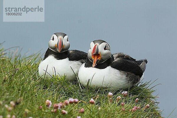 Papageitaucher (Fratercula arctica)  erwachsenes Paar  Brutgefieder  auf Klippenrand sitzend  Latrabjarg  Island  Juni  Europa