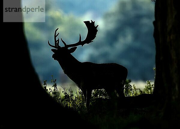 Damhirsch  Damhirsche (Dama dama) Hirsche  Huftiere  Paarhufer  Säugetiere  Tiere  Fallow Deer stag Silhouette at woodland edge  North Norfolk  UK. October