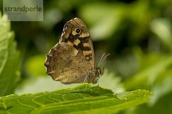 Waldbrettspiel  Waldbrettspiele (Pararge aegeria)  Andere Tiere  Insekten  Käfer  Tiere  Speckled Wood adult  first spring generation  resting on leaf in garden  England  May