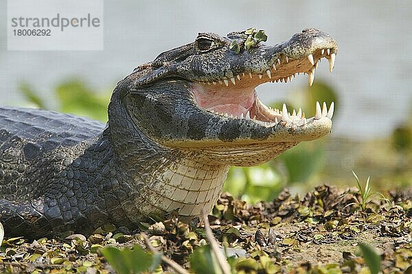 Paraguayischer Kaiman (Caiman yacare)  Erwachsener  Nahaufnahme des Kopfes  ruhend mit offenem Mund  Pantanal  Mato Grosso  Brasilien  Südamerika