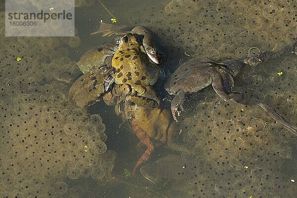 Gewöhnlicher Frosch (Rana temporaria)  erwachsene Männchen  Gruppe versucht  sich mit einem Weibchen zu paaren  in Paarungskugel  laicht im Gartenteich  Yorkshire  England  März