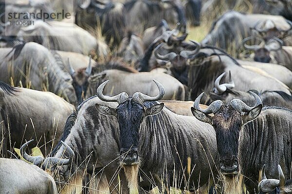 Östlich Streifengnu Herde (Connochaetes taurinus)  Masai Mara National Reserve  Kenia  Afrika