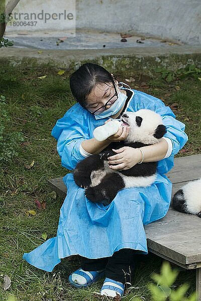 Baby des Großen Pandas (Ailuropoda melanoleuca)  mit der Flasche vom Pfleger gefüttert  Chengdu Forschungsbasis für die Zucht des Großen Pandas  Chengdu  Provinz Sichuan  China  Oktober  Asien