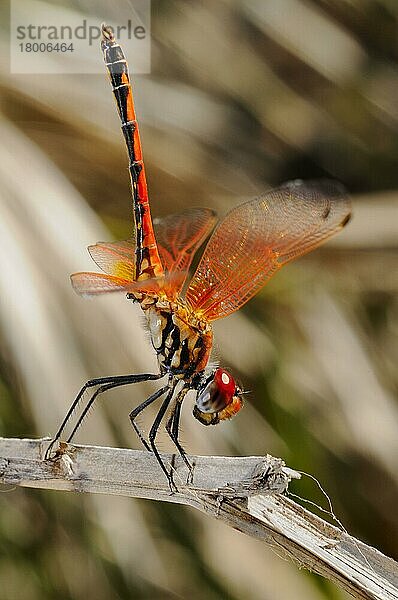 Rotnacken-Halbflügel (Trithemis arteriosa) erwachsen  in Obelisken-Haltung  auf Stamm ruhend  Sokotra  Jemen  Marsch  Asien