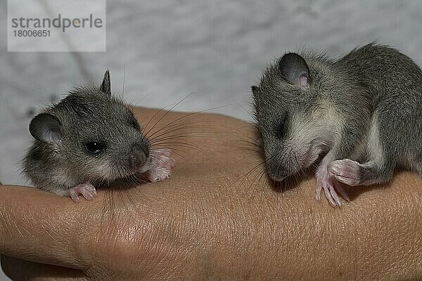 Zwei handaufgezogene Siebenschläfer (Glis glis)  Jungtiere  auf der Hand