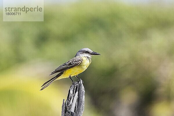 Tropischer Königsvogel (Tyrannus melancholicus)  einziger Erwachsener auf einem Baumstumpf sitzend  Cozumel  Mexiko Januar