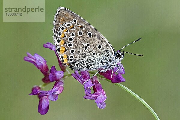 Amanda's Blue (Agrodiaetus amanda)  erwachsenes Weibchen  Unterseite  auf der Blüte ruhend  Lesbos  Griechenland  Mai  Europa