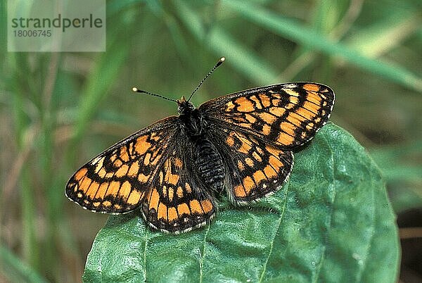 Seltene Scheckenfrucht (Euphydryas maturna)  erwachsenes Weibchen  auf Wegerichblatt ruhend  Schweiz  Juni  Europa