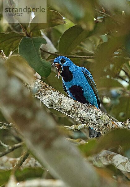 Nördliche Prachtkotinga (Cotinga nattererii)  Nördliche Prachtkotingas  Schmuckvögel  Tiere  Vögel  Blue Cotinga adult male  regurgitating pellet (1 of 4 in sequence)  perched on b