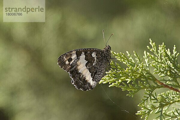 Kanetisia circe  Aulocera circe  Weißer Waldportier (Brintesia circe)  Weiße Waldportiere  Nymphalidae  Andere Tiere  Insekten  Schmetterlinge  Tiere  Giant or Great banded Grayling  Kanetisa circe