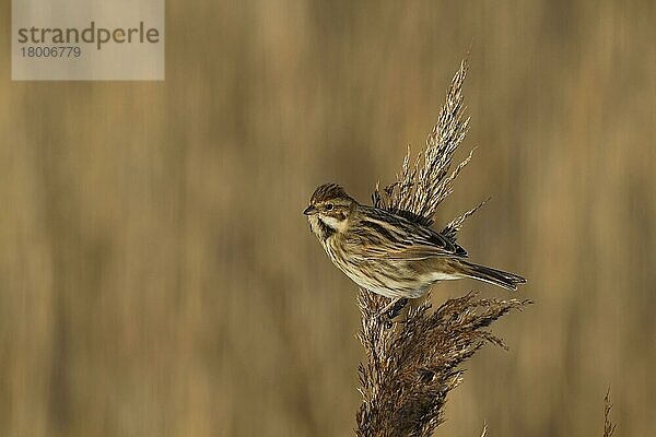 Rohrammer (Emberiza schoeniclus)  erwachsenes Weibchen  ernährt sich von Schilfsamen  Norfolk  England  Februar