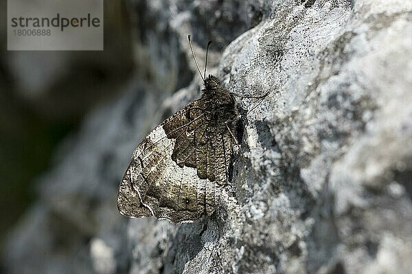 Großer Waldportier (Hipparchia fagi)  Große Waldportiere  Andere Tiere  Insekten  Schmetterlinge  Tiere  Woodland Grayling adult  resting  camouflaged on rock  Pyrenees  France  july