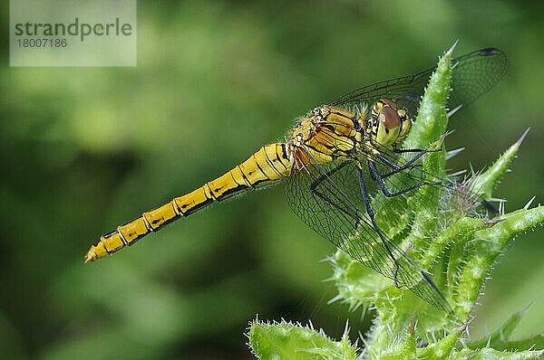 Ruddy Darter (Sympetrum sanguineum)  erwachsenes Weibchen  auf Disteln ruhend  Elmley Marshes N. N. R. Isle of Sheppey  Kent  England  Juli