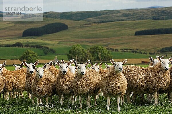 Hausschafe  Maultiere  Ringelmutterschaf x Blaugesichtiger Leicesterbock  Herde  auf der Weide stehend  Grenzen  Schottland  Großbritannien  Europa