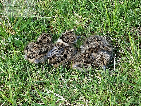 Nordkiebitz (Vanellus vanellus) vier Küken  eintägig  auf Gras in der Wiese ruhend  Leicestershire  England  Mai