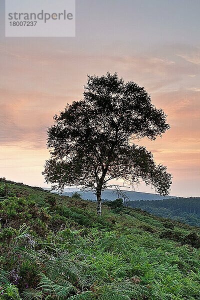 Betula verrucosa  Hängebirke  Sandbirke  Weißbirke  Warzenbirke (Betula pendula)  Birke  Birkengewächse  Silver Birch habit  Silhouette at sunset  Luccombe Hill  near Webbers Post  Exmoor N. P. Somerset  Eng