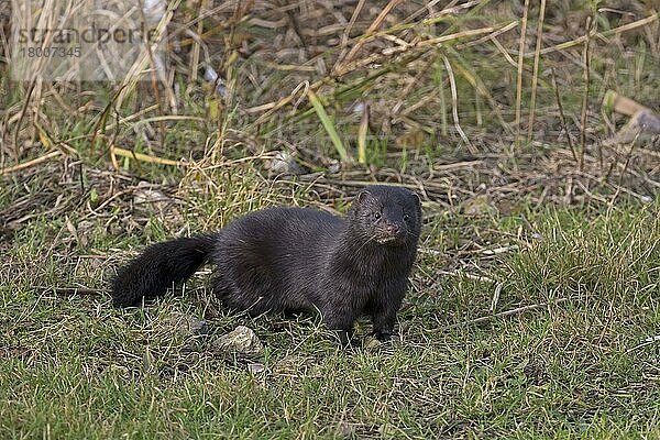 Amerikanischer Nerz (Neovison vison) eingeführte Art  erwachsen  stehend  Norfolk  England  Dezember