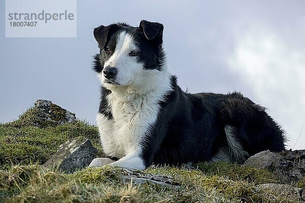 Haushund  Border Collie  Arbeitsschäferhund  erwachsen  im Moor liegend  Cumbria  England  Februar