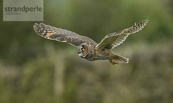 Waldohreule (Asio otus) erwachsen  auf der Flucht  England  August (in Gefangenschaft)