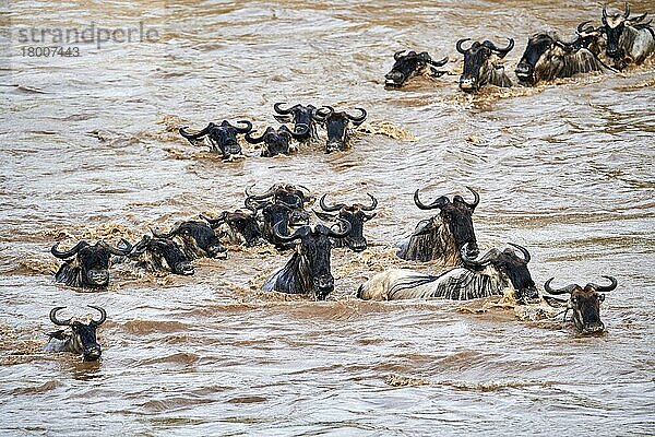 Östliche Streifengnu (Connochaetes taurinus) Herde  die während der Migration über den Mara-Fluss schwimmt  Masai Mara National Reserve  Kenia  Afrika