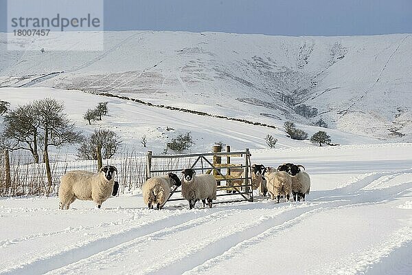 Hausschafe  Mutterschafe und Schottische Schwarzkopfmutterschafe  im Schnee stehend  Richtung Hell Clough und Fairoak Fell  Whitewell  Lancashire  England  Winter