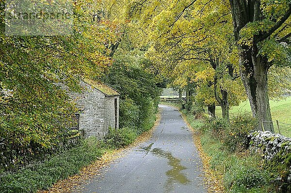 Scheune an ruhiger Landstraße  Bäume mit herbstlich gefärbten Blättern  nahe West Burton  Wensleydale  Yorkshire Dales N.P.  North Yorkshire  England  Oktober