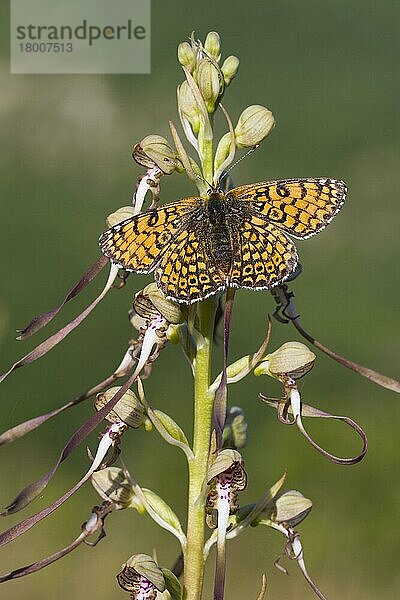 Glanville-Scheckenfalter (Melitaea cinxia)  erwachsenes Männchen  ruht auf der Blüte einer Eidechsenorchidee (Himantoglossum hircinum)  Causse de Gramat  Zentralmassiv  Region Lot  Frankreich  Mai  Europa