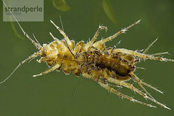 Wasserlaus (Asellus aquaticus) erwachsenes Paar  größeres Männchen hält sich bis zur Paarungsbereitschaft am Weibchen fest  Leighton Moss RSPB Reserve  Lancashire  England  April fotografiert im Spezialfotobecken und anschließend wieder ausgewild