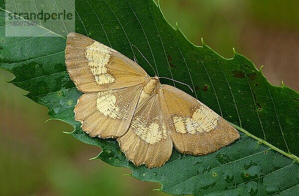 Orangenwickler (Angerona prunaria)  Corylaria-Form  erwachsenes Weibchen  auf dem Blatt der Edelkastanie (Castanea sativa) ruhend  Cannobina-Tal  Italienische Alpen  Piemont  Norditalien  Juli