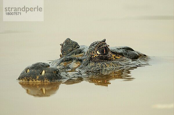 Paraguayischer Kaiman (Caiman yacare)  Erwachsener  Nahaufnahme des Kopfes  an der Wasseroberfläche ruhend  Pantanal  Mato Grosso  Brasilien  Südamerika