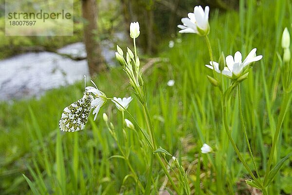 Orangenspitzen-Schmetterling (Anthocharis cardamines)  erwachsenes Weibchen  auf der Blüte der Großen Sternmiere (Stellaria holostea) schlafend  wächst am Hang in Flussnähe  Powys  Wales  Mai