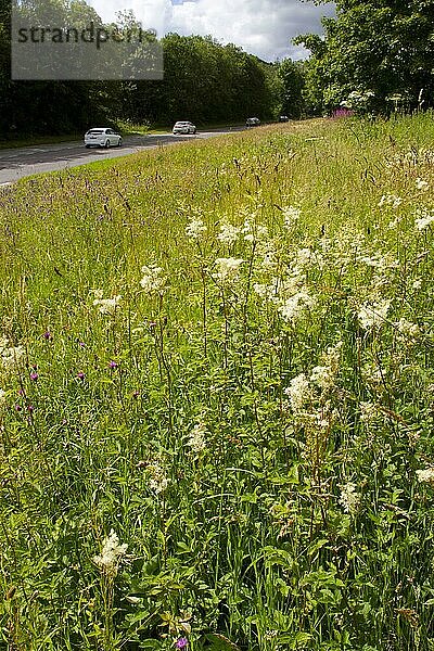Mädesüß (Filipendula ulmaria) blüht  wächst zusammen mit anderen Wildblumen am Straßenrand  A470  in der Nähe von Llanidloes  Powys  Wales  Juli