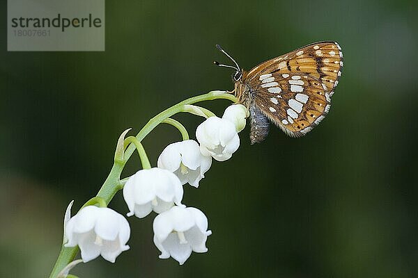 Herzog von Burgund (Hamearis lucina) erwachsen  auf Maiglöckchenblüten (Convallaria majalis) im Garten ruhend  England  April