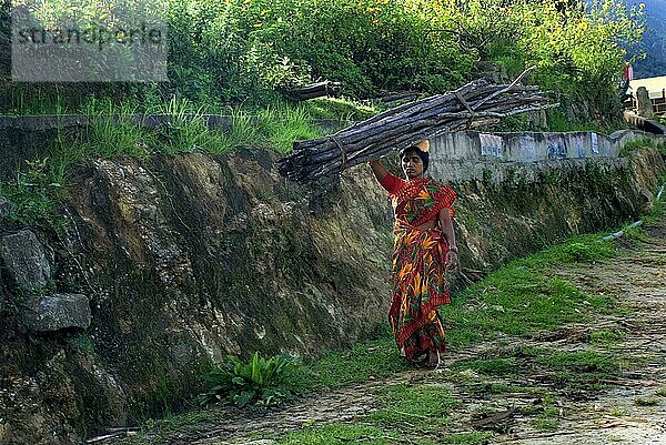 Frau trägt Brennholzscheite auf dem Kopf  Vattavada  Western Ghats  Kerala  Indien  Asien