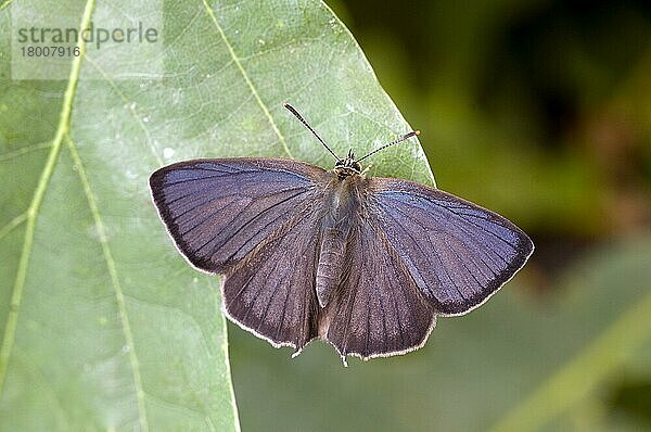 Violetter Haarschopf (Quercusia quercus)  erwachsener Mann  auf Blatt ruhend  England  Großbritannien  Europa