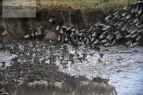 Östliche Streifengnu-Herde (Connochaetes taurinus) überquert den Mara-Fluss. Masai Mara-Nationalreservat  Kenia  Afrika