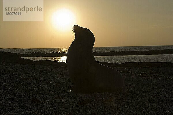 wollebaecki  Zalophus californianus wollebaeki  Galapagos-Seelöwe  Galapagos-Seelöwen (Zalophus californianus)  Meeressäuger  Raubtiere  Robben  Säugetiere  Tiere  Galapagos sea lion  zalophus californianus wo