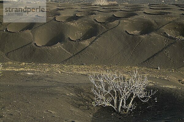 Halbkreisförmige Mauern zum Schutz von Weinreben  die auf vulkanischer Schlacke wachsen  La Geria  Lanzarote  Kanarische Inseln  März