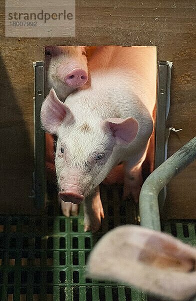 Schweinehaltung  drei Wochen alte Ferkel  unter Wärmelampe in Abferkelbucht  Yorkshire  England  Oktober