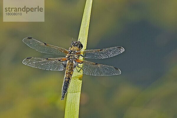 Erwachsener Vierfleck-Jäger (Libellula quadrimaculata)  Augen reinigend  auf Blatt am Seeufer ruhend  Warwickshire  England  Frühling