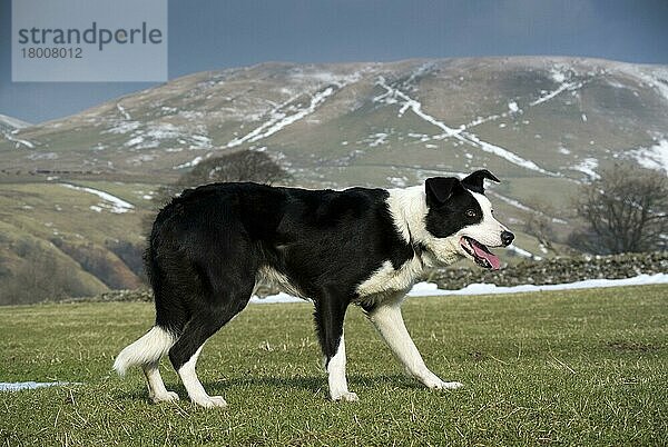 Haushund  Border Collie  Arbeitsschäferhund  erwachsen  keuchend  Arbeitsschafe auf der Bergweide  Cumbria  England  Februar