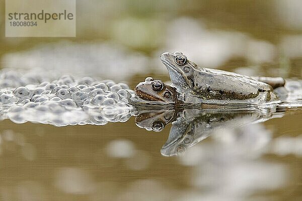 Gewöhnlicher Frosch (Rana temporaria)  erwachsenes Paar  im Amplexus neben dem Laich im Brutbecken  Cannock Chase  Staffordshire  England  März